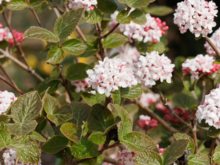 Viburnum carlesii - La viorne de Carles 'Aurora' ou viorne de Corée