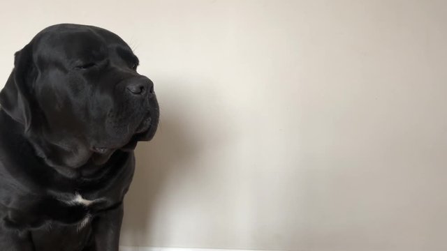 Big, black dog Cane Corso, closeup