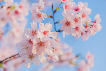 Cherry blossoms blooming under the blue sky