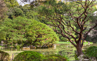 Japanese garden, a pond, spruce and pine trees.