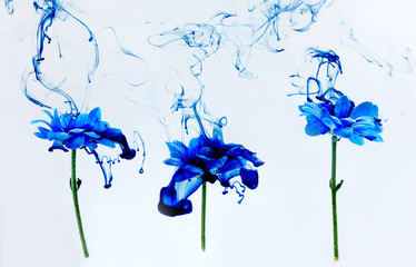 Blue chrysanthemum inside water white background flowers aster under paints indigo smoke steam blur
