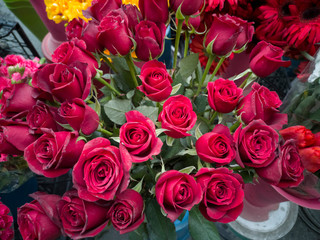 Red roses background