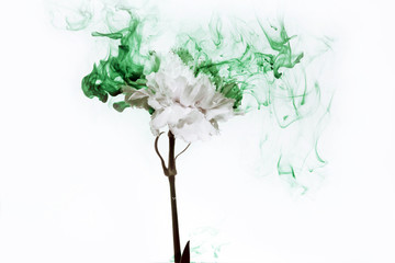 white flower inside water green background flowers under paints smoke steam blur carnation ufo