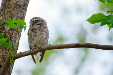 Spotted Owlet is resting on a tree