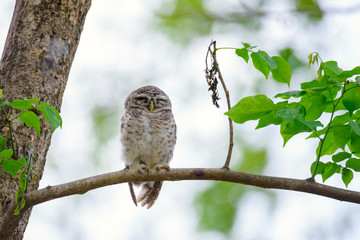 Spotted Owlet is resting on a tree