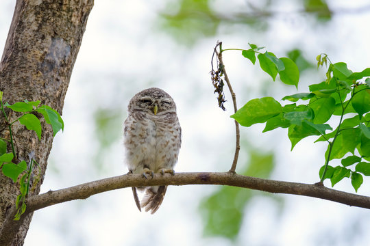 Spotted Owlet is resting on a tree - Powered by Adobe