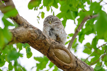 Spotted Owlet is resting on a tree