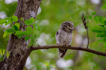 Spotted Owlet is resting on a tree