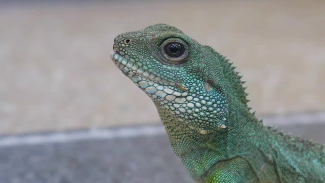 Close up of a Chinese Water Dragon face. Flat plane. Blurred background effects