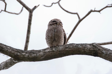 Spotted Owlet is resting on a tree