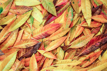 Abstract colorful autumn leaves background.