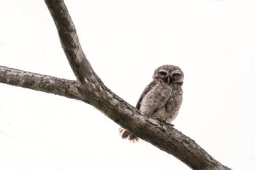 Spotted Owlet is resting on a tree