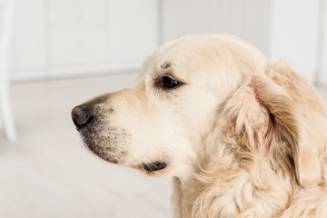 side view of cute golden retriever looking away in apartment