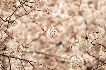 日本の桜