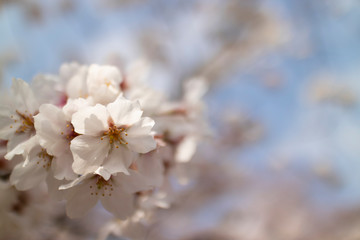 日本の桜