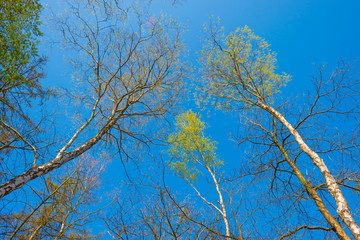 Obraz premium Canopy of trees in a blue sky in sunlight in spring
