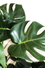 Naklejka na ściany i meble green leaves of plant