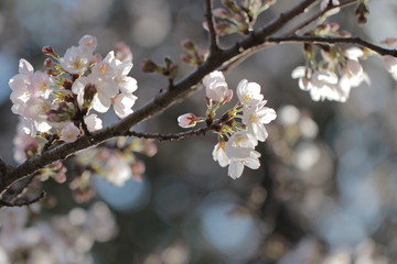桜