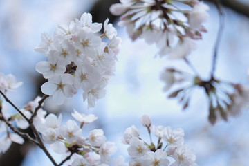 桜