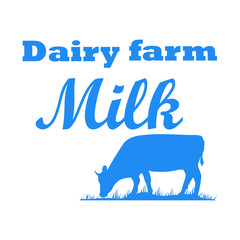 Milk cow dairy