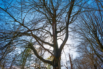 Canopy of trees in a blue sky in sunlight in spring