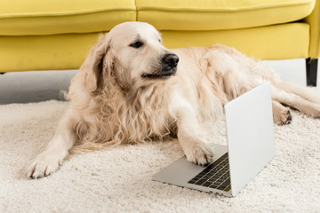 cute golden retriever lying on floor with laptop in apartment