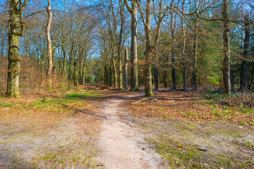 Path in a forest below a blue cloudy sky in sunlight in spring