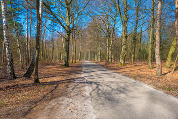 Path in a forest below a blue cloudy sky in sunlight in spring