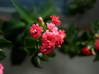 Polonne / Ukraine - 29 January 2019: pink houseplants on the windowsill