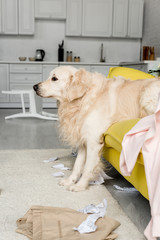 side view of cute golden retriever lying on yellow sofa in messy apartment