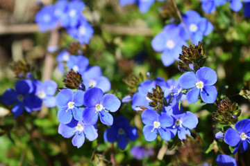 Fototapeta na wymiar Pretty background with blue flowers
