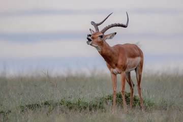 Naklejka na ściany i meble Portrait impala in Massai Mara