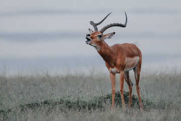 Impala in Massai Mara