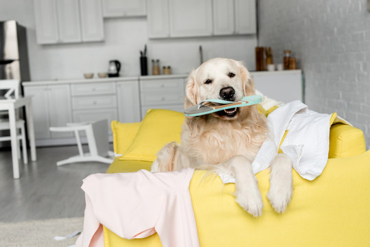 cute golden retriever lying on yellow sofa and holding slipper in messy apartment