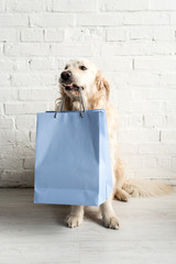 Cute golden retriever holding blue shopping bags in apartment