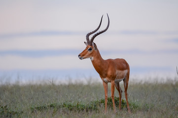 Naklejka na ściany i meble Portrait impala in Massai Mara