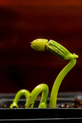 New Bean Sprouts With Copy Space