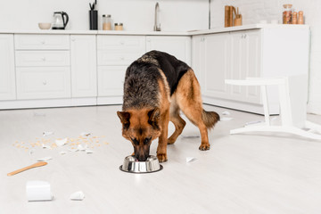 cute German Shepherd eating dog food from metal bowl in messy kitchen
