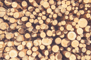 A pile of cut tree logs - background. Selective focus