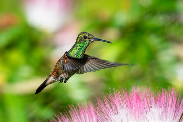 Copper-rumped Hummingbird, Amazilia tobaci, hovering above pink flowers in a Calliandra tree...