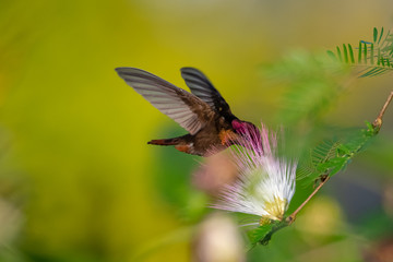 Ruby Topaz hummingbird, Chrysolampis mosquitus, feeding on the Calliandra flower (powderpuff)...