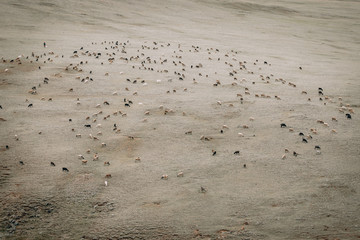 The flock of sheep and goats on the autumn steppe. Grazing on the autumn grassland.Top view. Agriculture concept. Mongolia 2018