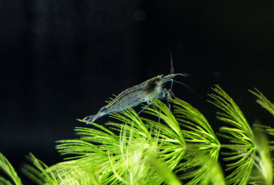 Close-up view of Freshwater Amano shrimp. Caridina multidentata.