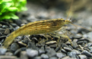 Close-up view of Freshwater Bamboo Shrimp. Atyopsis moluccensis.