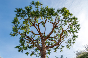 Maritime pine trunk in French Riviera in a sunny day