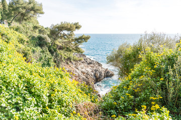 Obraz premium Yellow flowers on the seacoast of Cap Martin in a sunny winter day