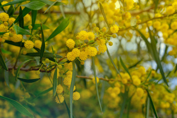 Mimosa flower on a tree photo