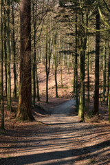 Shadow in the Forest
