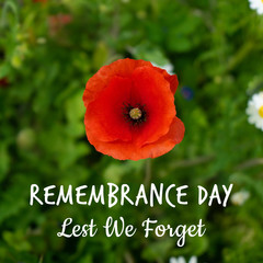 Clode up Poppy flower photo