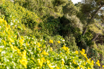Yellow flowers on the seacoast of Cap Martin in a sunny winter day